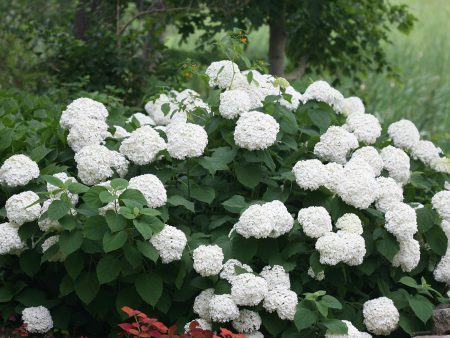 Incrediball® Hydrangea Shrub Online Hot Sale