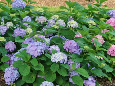 Let’s Dance® Sky View® Hydrangea Shrub For Discount