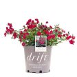 Red Drift® Rose Bush For Discount