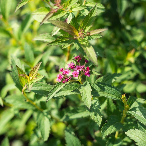 Neon Flash Spirea Shrub Cheap