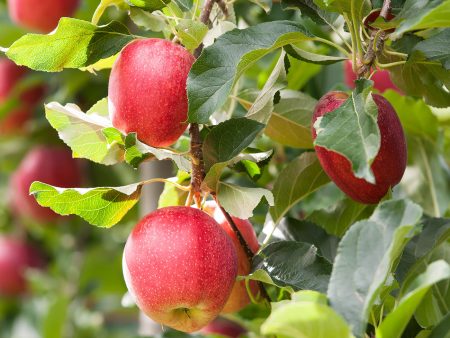 Gala Apple Tree Hot on Sale