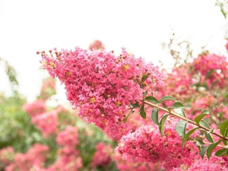 Tonto Crape Myrtle Tree Online