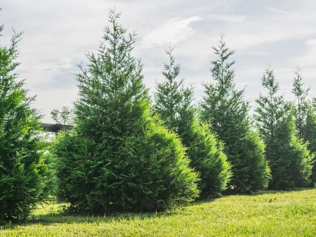 Thuja Green Giant Tree Sale