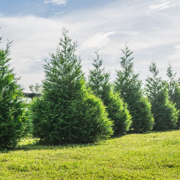 Thuja Green Giant Tree Sale