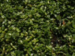 Asiatic Jasmine Shrub Online