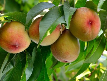 Flordacrest Peach Tree Sale