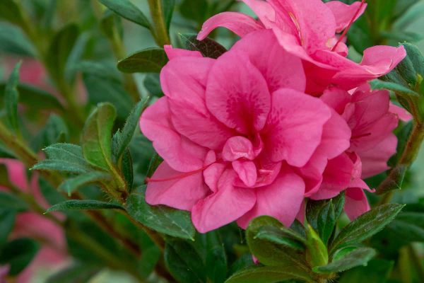 Autumn Empress® Encore® Azalea Shrub Online Hot Sale