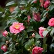 Debutante Camellia on Sale