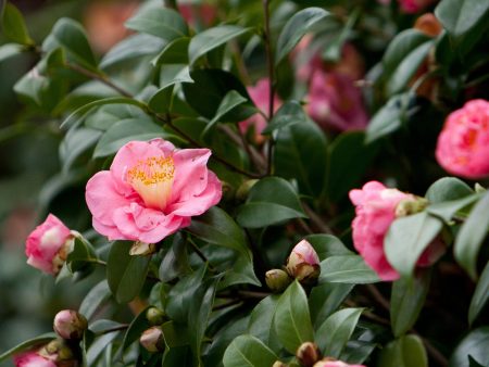 Debutante Camellia on Sale