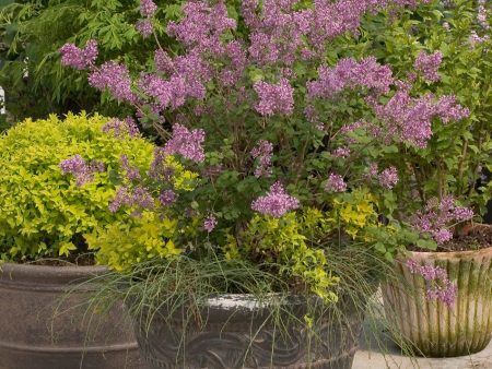 Syringa Bloomerang® Dark Purple Lilac Bush Online