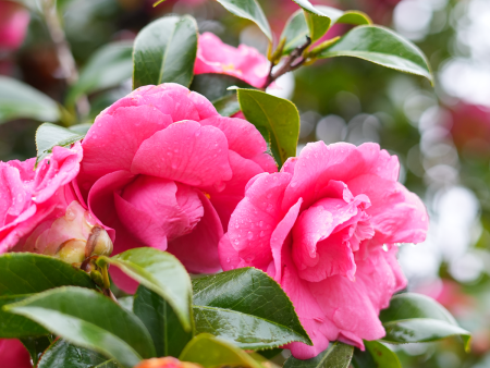 Kanjiro Camellia Supply