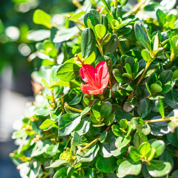 Hino Crimson Azalea Shrub Hot on Sale