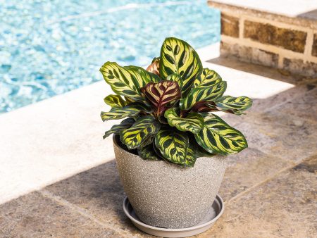 Peacock Calathea Makoyana Plant Supply