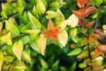 Canyon Creek Abelia Shrub Supply