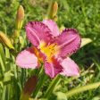 Purple Oro Daylily Shrub For Sale