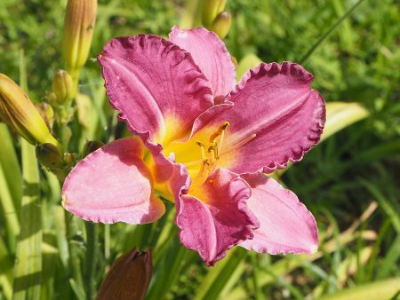 Purple Oro Daylily Shrub For Sale