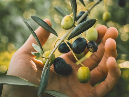 Arbequina Olive Tree Discount