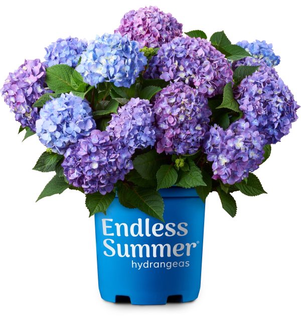 Endless Summer® BloomStruck® Reblooming Hydrangea Online