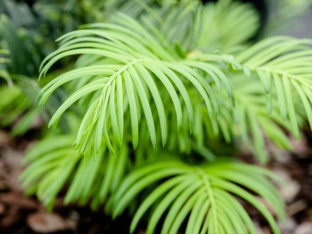 Cephalotaxus Spreading Yew Shrub Hot on Sale