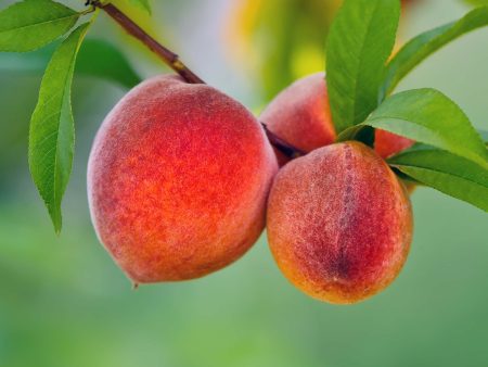 Red Haven Peach Tree Sale