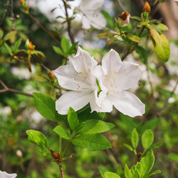 GG Gerbing Azalea Shrub For Discount