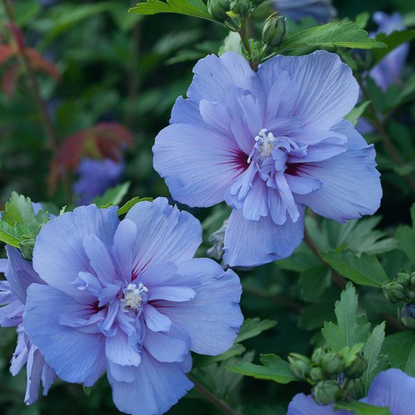 Hibiscus Blue Chiffon Rose of Sharon Hot on Sale