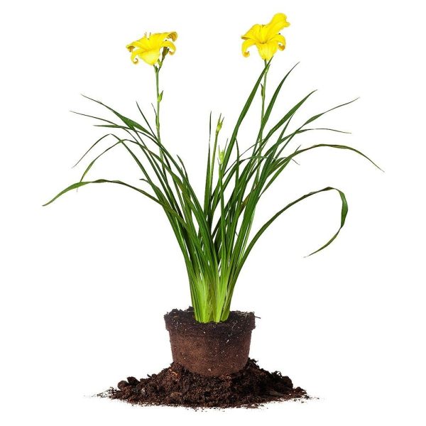 Crystal Tide Daylily For Cheap