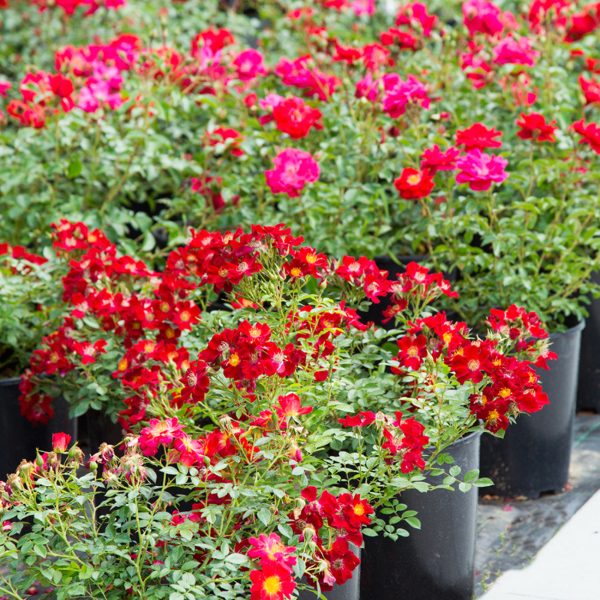 Red Drift® Rose Bush For Discount