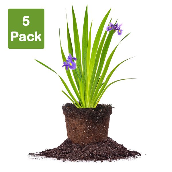 Purple Louisiana Iris Shrub Discount