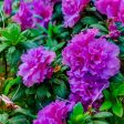 Autumn Majesty® Encore® Azalea Shrub Sale