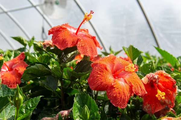 Red Hibiscus Bush Supply