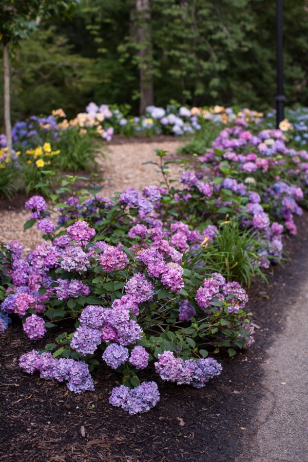 Endless Summer® BloomStruck® Reblooming Hydrangea Online