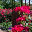 Red Knock Out® Rose Bush Online Sale