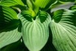 Hosta Elegans Shrub For Sale