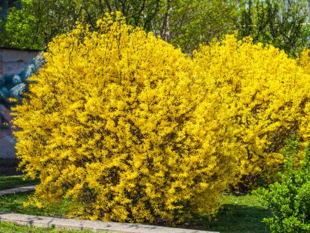 Lynwood Gold Forsythia Shrub Hot on Sale