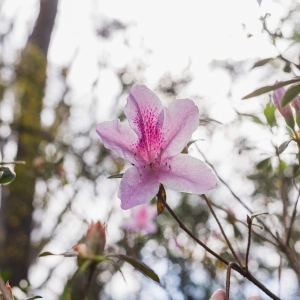 George Taber Azalea Shrub For Cheap