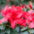 Stewartsonian Azalea Shrub Online