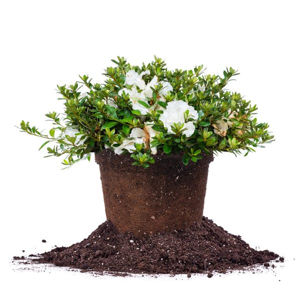 Gumpo White Azalea Shrub Cheap