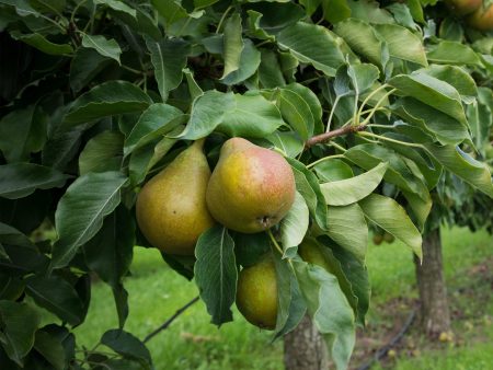 Kieffer Pear Tree Online