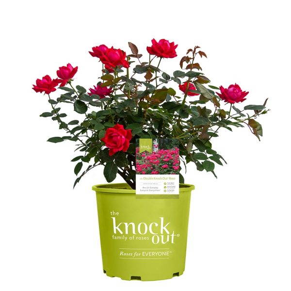 Double Red Knock Out® Rose Bush Fashion