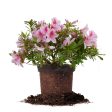 George Taber Azalea Shrub For Cheap