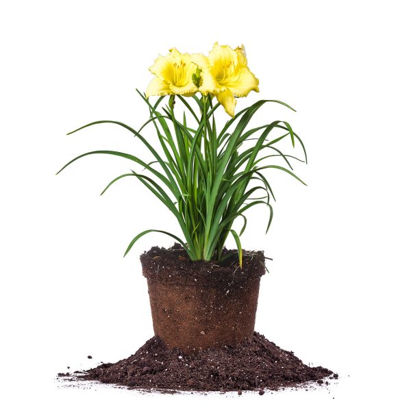 Happy Returns Daylily Shrub Sale