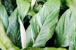 Variegated Peace Lily Online Hot Sale