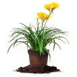 Stella de Oro Daylily Shrub For Sale