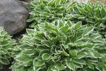 Hosta Francee Shrub Online Hot Sale