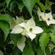 White Kousa Dogwood Tree Online Hot Sale