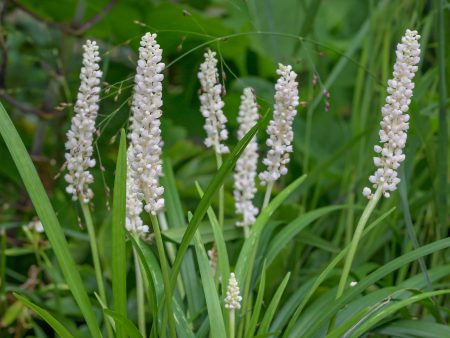 Monroe White Liriope For Sale