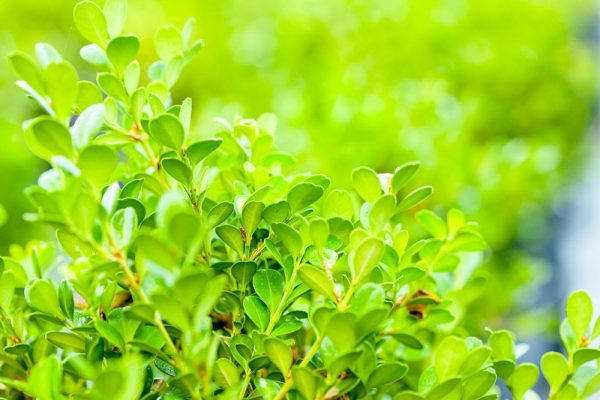 Japanese Boxwood Shrub Hot on Sale