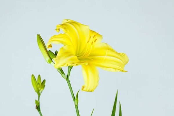 Crystal Tide Daylily For Cheap