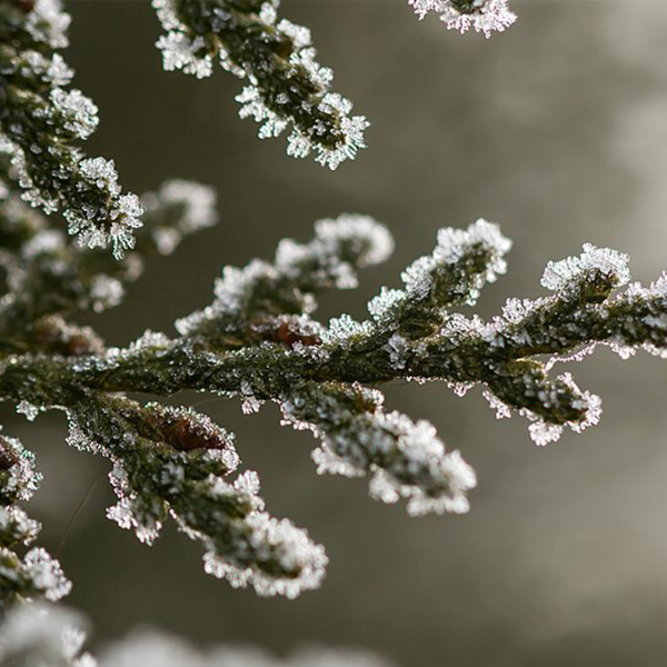 Thuja Green Giant Tree Sale